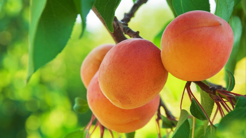 Тепловой стресс и защита от солнца: улучшите здоровье урожая с помощью ТеньОК