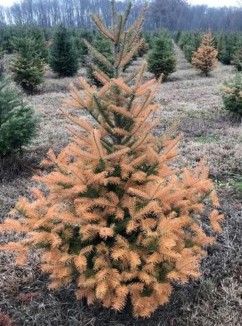 Защита от солнечных ожогов для хвойных