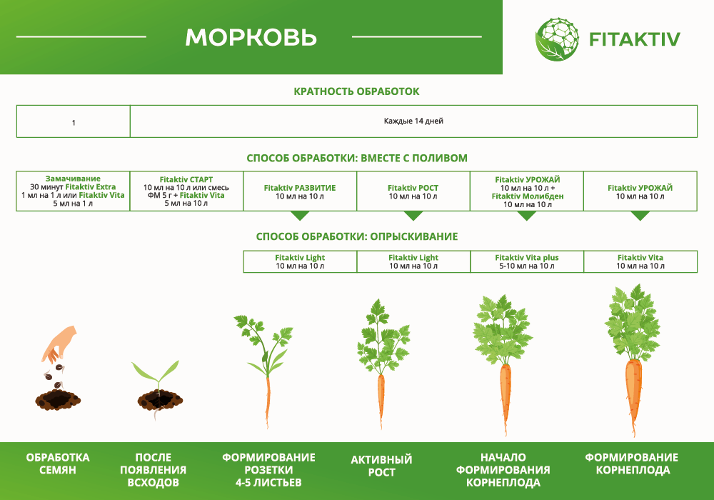 Морковь схема.png