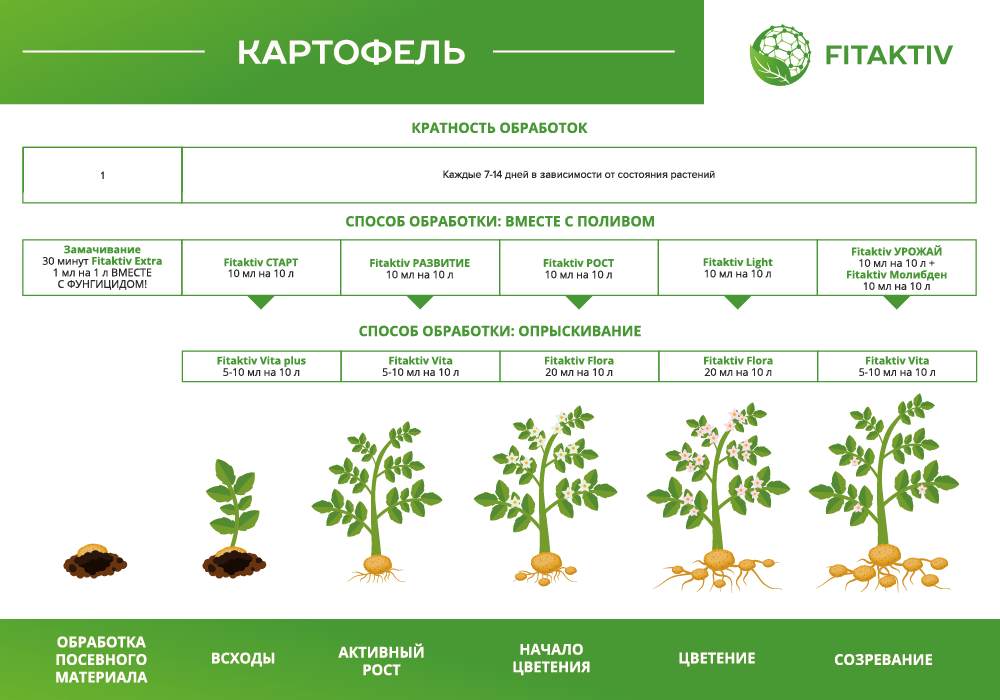 Картофель.png